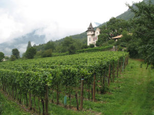 Weingut bei Neumarkt/Südtirol