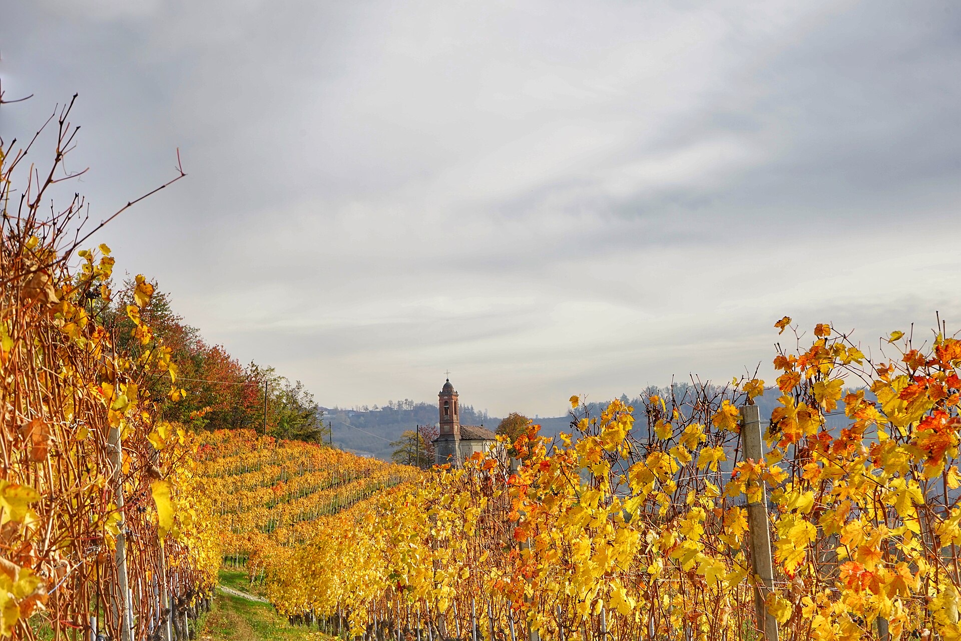 Langhe Rosso