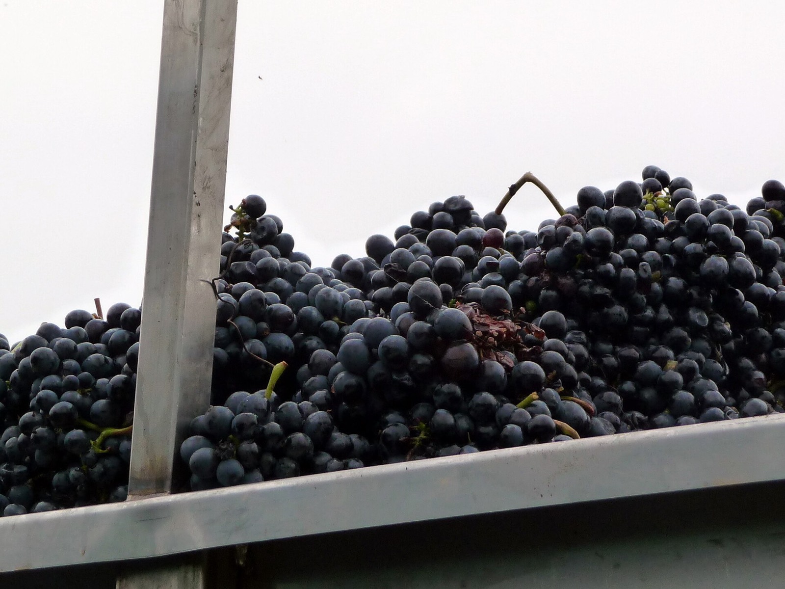 Barbera d'Alba