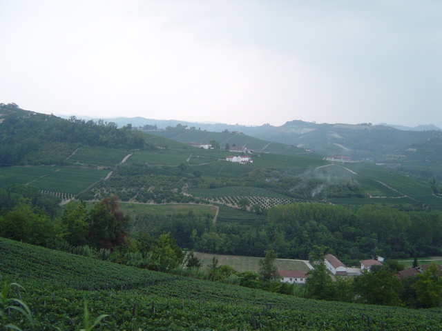 Weinberg bei Barbaresco