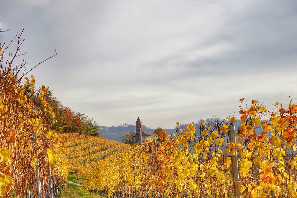 Langhe Rosso „Arte“ 2022 — Weinberge im Piemont