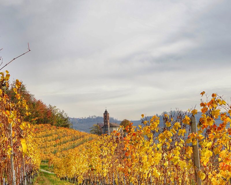 Hügel der Langhe im Piemont