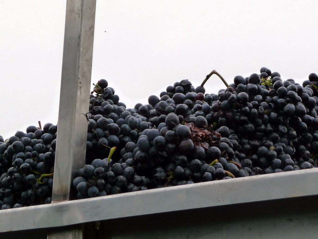 Barbera d’Alba „Pulin“ 2023 — Weinberge im Piemont