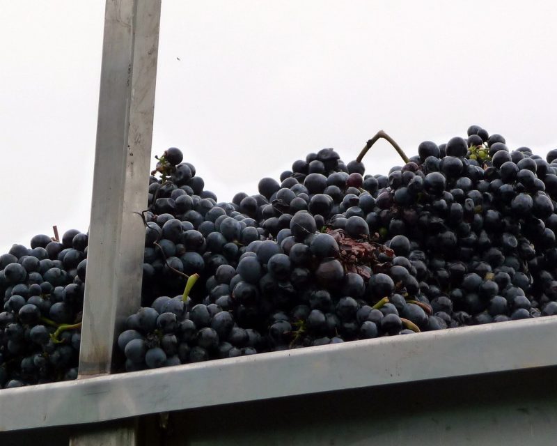 Geerntete Nebbiolo-Trauben