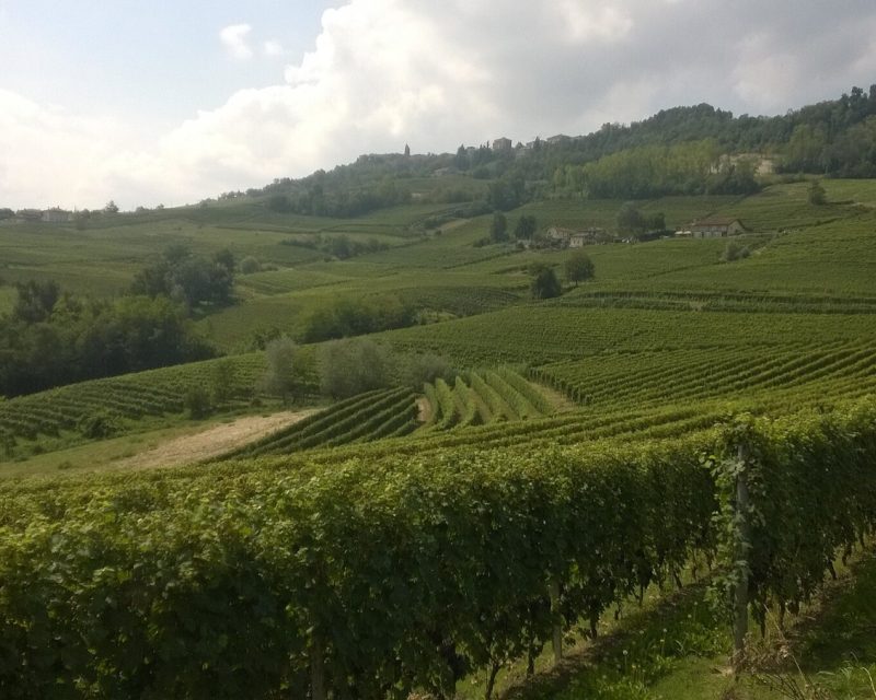 Weinberge bei La Morra in den Langhe